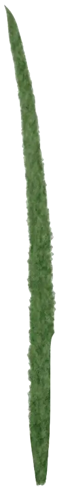 Grass