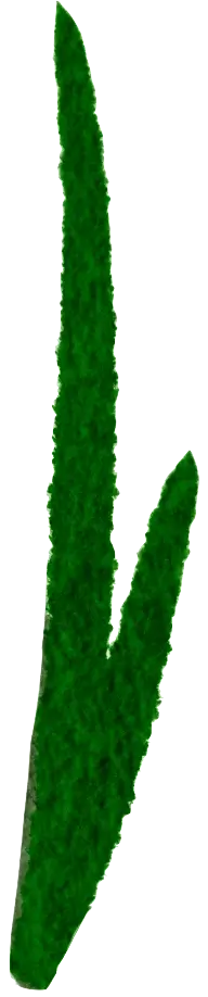 Grass