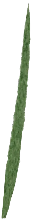 Grass