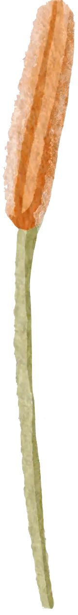 Cattail