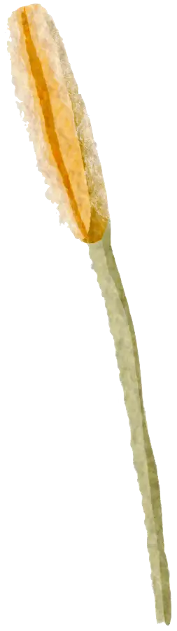 Cattail