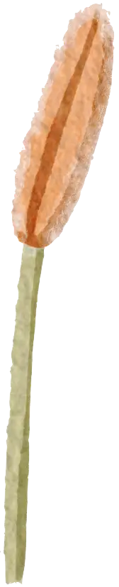 Cattail