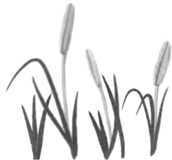 Cattail shadows