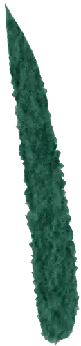 Grass