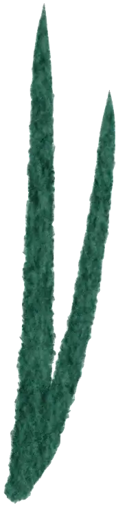 Grass