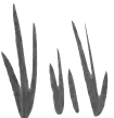 Grass shadows