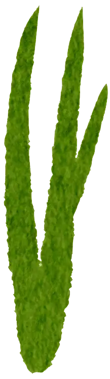 Grass