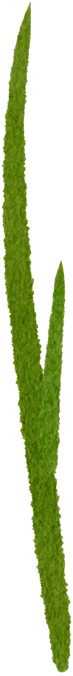 Grass