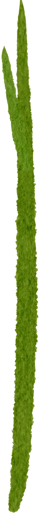 Grass