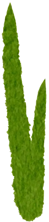 Grass