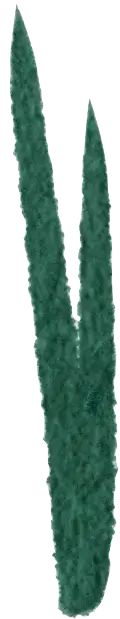 Grass
