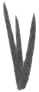Grass shadows