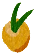 Loquat