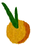 Loquat