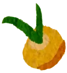 Loquat